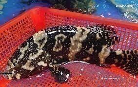 Người đầu tiên nuôi cá mú ở Nghệ An